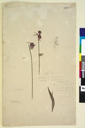 Seite 223. Caleana major